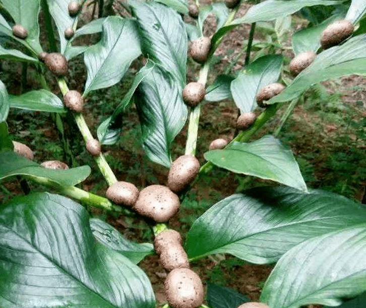 比利時(shí)魔芋進(jìn)口報(bào)關(guān)