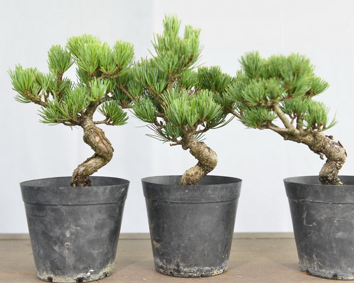 進(jìn)口日本盆栽植物報關(guān)流程