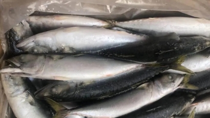 冷凍魚進口報關流程_進口冷凍魚到國內報關的注意事項