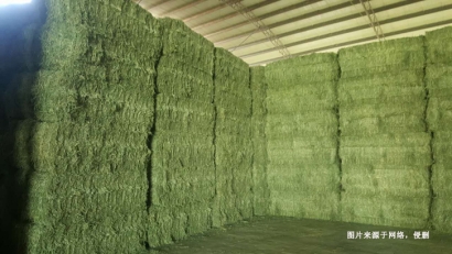 深圳進口意大利苜蓿草報關(guān)流程_飼料進口通關(guān)要點