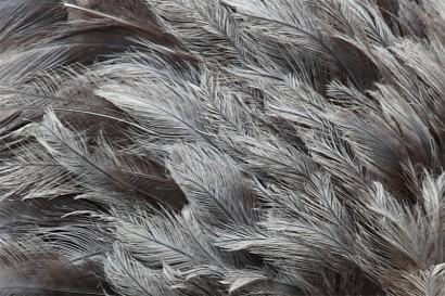 鴕鳥毛進(jìn)口廣西清關(guān)代理流程以及進(jìn)口鴕鳥毛資料