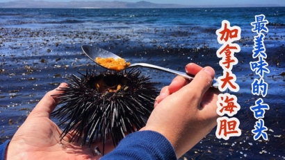 加拿大進(jìn)口海膽清關(guān)費(fèi)用多少錢(qián)？