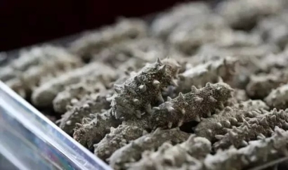 進口干海參報關必看指南_進口干海參資質(zhì)