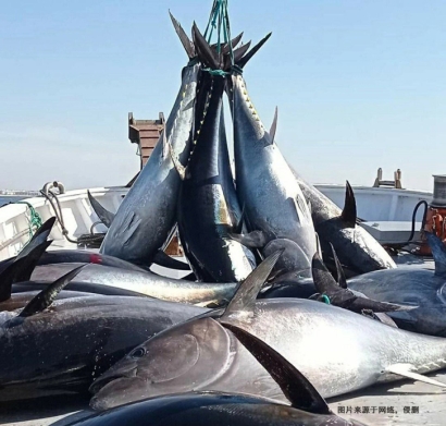 日本藍鰭金槍魚進口報關流程到深圳水產品案例