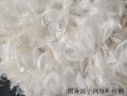 法國羽毛進(jìn)口報關(guān)流程_上海進(jìn)口孔雀羽毛清關(guān)資料