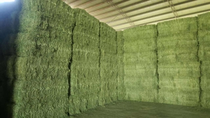 青島進口苜蓿草清關(guān)流程？苜蓿草進口準入國家