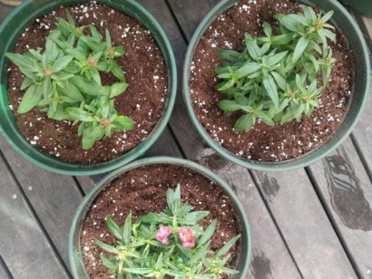 青島進口椰糠報關公司：椰糠進口清關流程及資料