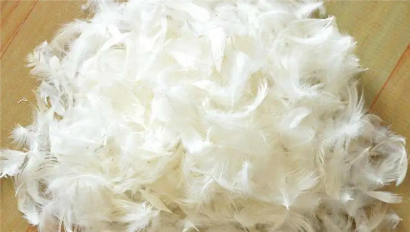 匈牙利羽絨鴨毛進口報關資料_火雞毛、羊毛清關流程