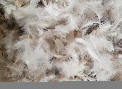 上海進口臺灣鴨毛報關流程_水洗鴨毛羽絨檢疫要求