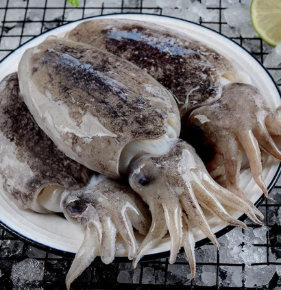 摩洛哥冷凍墨魚進口報關費用_水產品清關費用