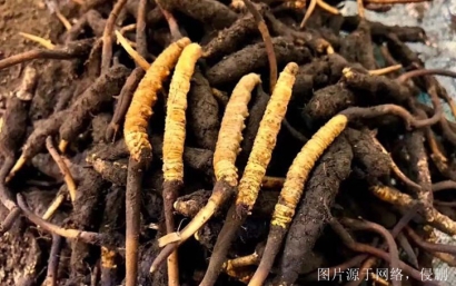 安徽進口印度中藥材報關(guān)流程_印度準予進口藥材種類