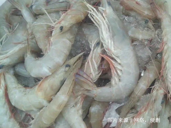 緬甸冷凍麻蝦進口報關(guān)流程