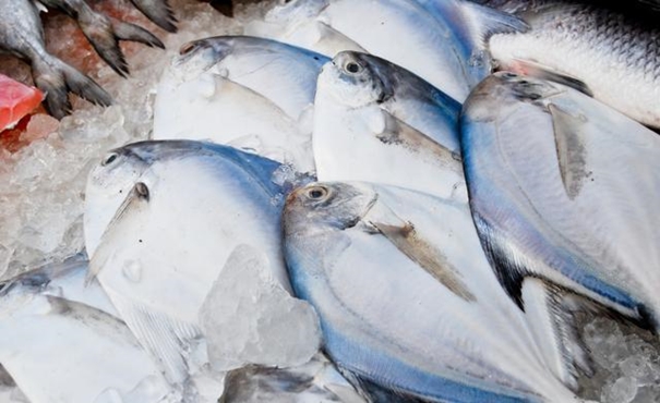 【進(jìn)口凍鯧魚清關(guān)代理】的流程,一般貿(mào)易進(jìn)口凍鯧魚 進(jìn)口凍鯧魚清關(guān)代理