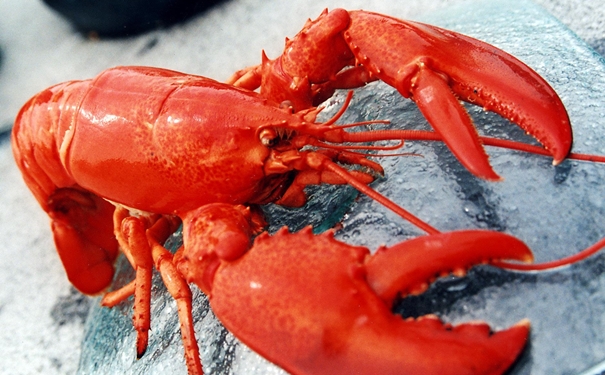 冷凍龍蝦進口清關 冷凍龍蝦進口清關的商檢查驗內(nèi)容有哪些.jpg