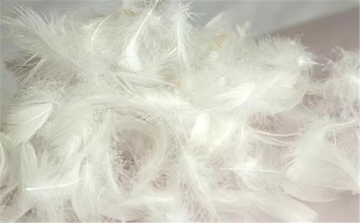 鵝毛進(jìn)口報(bào)關(guān)代理公司 鵝毛進(jìn)口報(bào)關(guān)