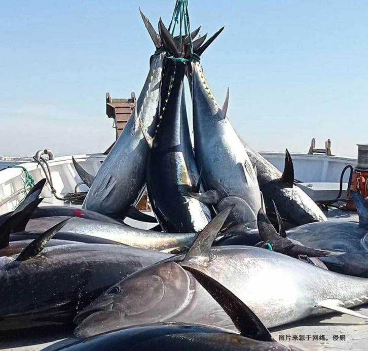 美國金槍魚進口報關費用 美國金槍魚進口報關費用